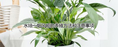 一帆风顺怎么水培养殖 如何在水培中取得顺利进展