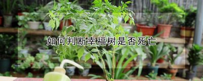 判断幸福树死亡的方法 幸福树土壤选择