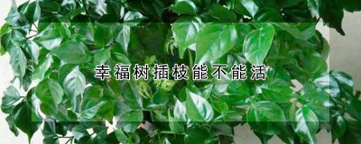 幸福树插枝可以活吗 幸福树扦插枝条的选择