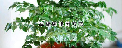 幸福树修剪方法 幸福树修剪技巧

幸福树修剪要领