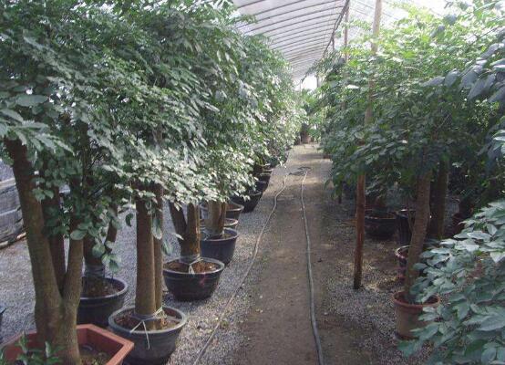 幸福树生长期施肥方法