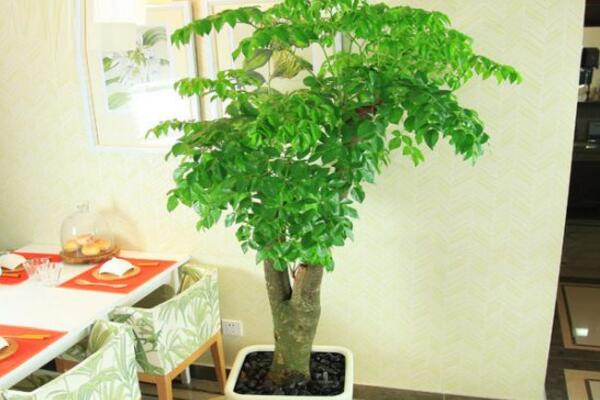 幸福树掉叶子原因分析