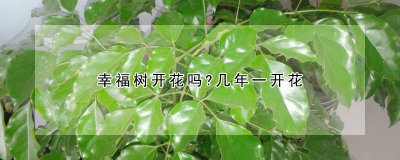 幸福树开花吗？ 幸福树开不开花