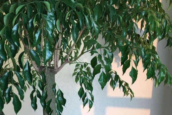 幸福树开花吗？