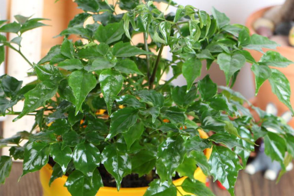 幸福树开花吗？