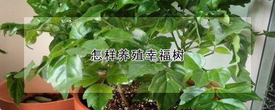 怎样养殖幸福树 如何种植幸福树