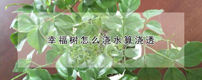 幸福树如何浇水算浇透 幸福树怎么浇水