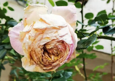 为何月季开花后会突然枯萎？ 月季开花后突然枯萎是什么原因？