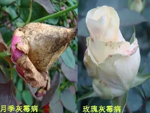 月季开花后突然枯萎是什么原因？