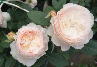 月季新芽突然萎蔫 早春月季新芽萎蔫