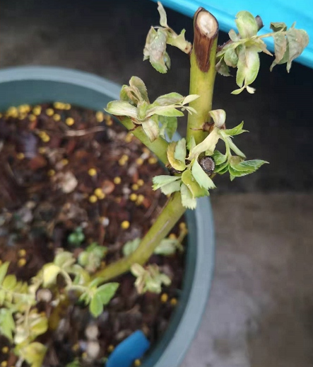 早春月季新芽萎蔫