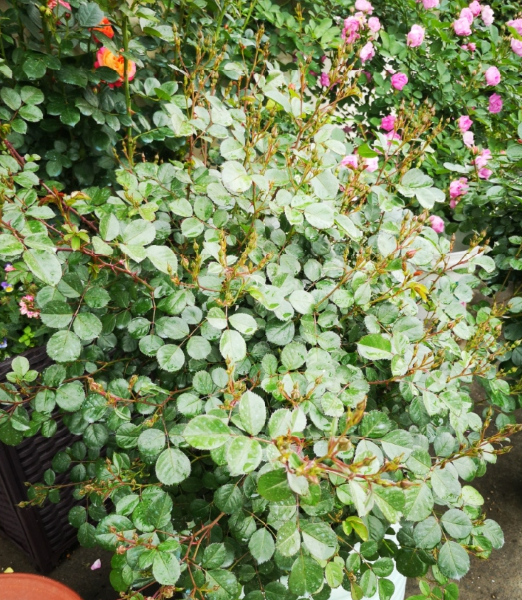 早春月季新芽萎蔫