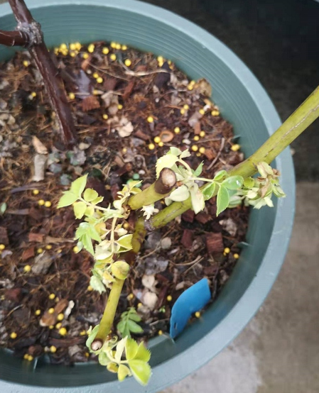 早春月季新芽萎蔫
