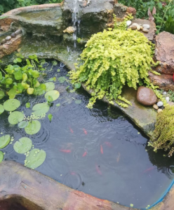 水养睡莲的养殖方法 睡莲的养殖方法与管理种植要点