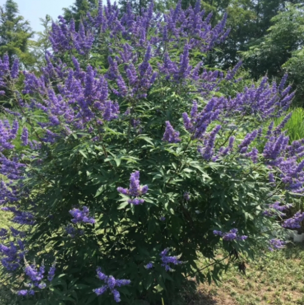 穗花牡荆的养殖方法和注意事项
