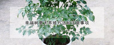 幸福树夏天如何养殖 夏季种植幸福树的技巧