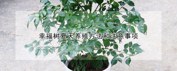 幸福树夏天如何养殖