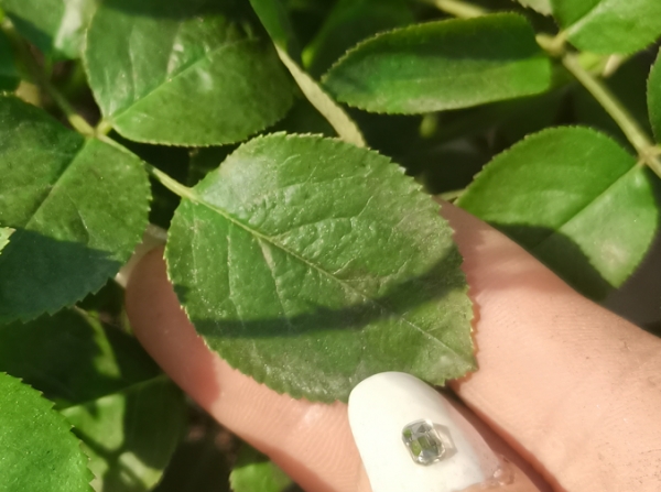 管理失误造成的月季叶面斑点的表现