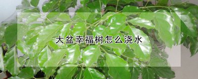 大盆幸福树如何浇水 如何给大盆幸福树浇水？
