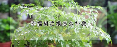 幸福树烂根如何补救 治愈幸福树烂根