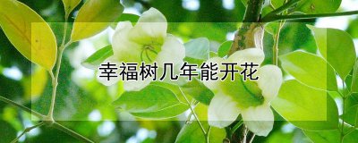 幸福树多长时间可以开花 幸福树开花需要多长时间