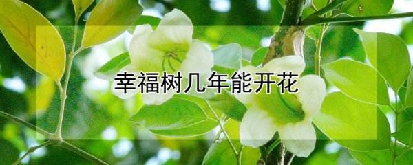 幸福树多长时间可以开花