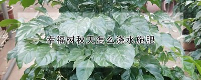 幸福树秋天如何浇水施肥 如何在秋季给幸福树浇水施肥？