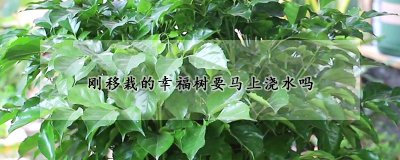 刚移栽的幸福树能不能立刻浇水 幸福树移栽后的浇水方法