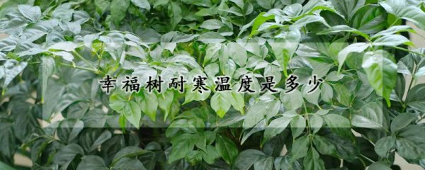 幸福树耐寒温度是几度