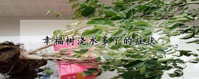 幸福树浇水过多会出现什么症状 幸福树浇水过多怎样处理