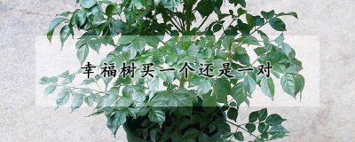 幸福树是买一个还是一对 幸福树的养殖环境
