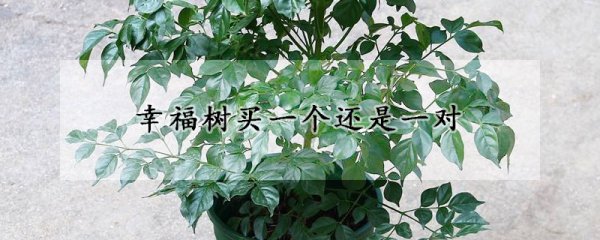 幸福树是买一个还是一对