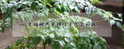 幸福树严重掉叶子如何补救 如何拯救掉叶严重的幸福树