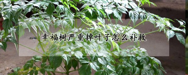 幸福树严重掉叶子如何补救
