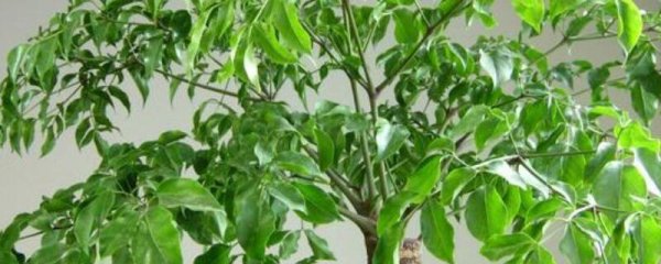 夏天幸福树掉叶子原因及解决办法
