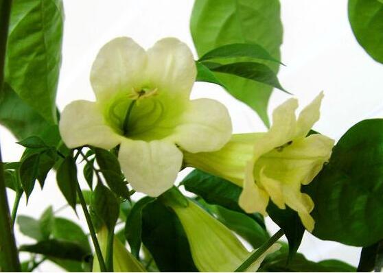 幸福树开花花期