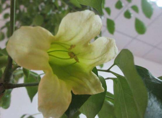 幸福树开花花期