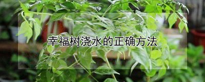 幸福树怎么正确浇水 怎样才能正确给幸福树浇水？