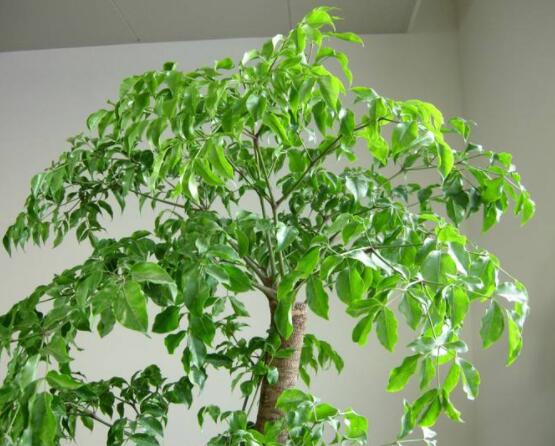 幸福树病虫害盘点最常见的四种病虫害防治大全