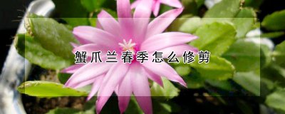 蟹爪兰春季如何修剪 蟹爪兰生长期的修剪方法