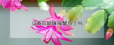 立春后可以嫁接蟹爪兰吗 蟹爪兰适合嫁接什么植物