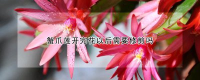 蟹爪莲开花后要修剪吗 蟹爪莲花期后如何修剪