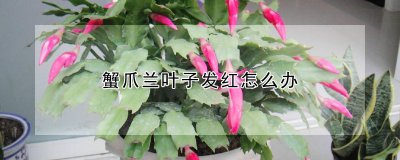 蟹爪兰叶子发红的处理方法 蟹爪兰叶子变红怎么办？