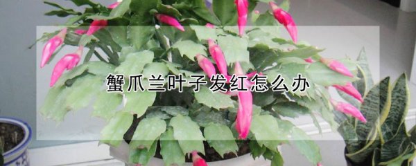 蟹爪兰叶子发红的处理方法