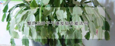 蟹爪兰叶子干瘪发软还可以活吗 蟹爪兰叶子干瘪发软怎么办