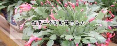 蟹爪兰不发新芽的处理方法 处理蟹爪兰不长新芽的方法