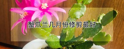 蟹爪兰什么时候修剪最好 蟹爪兰最佳修剪时间是什么时候？