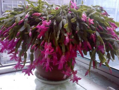 蟹爪兰不开花怎么办 蟹爪兰不开花解决办法