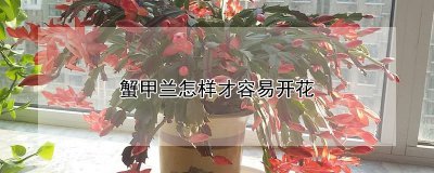 蟹甲兰如何养殖容易开花 蟹甲兰养护技巧助您轻松开花