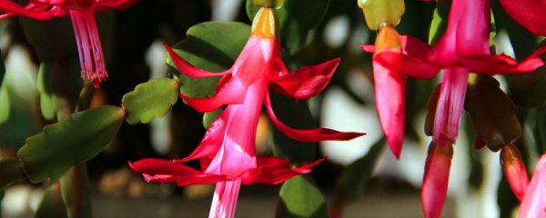 蟹甲兰开花期的浇水方法
